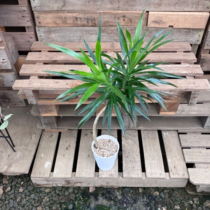 観葉植物現品販売