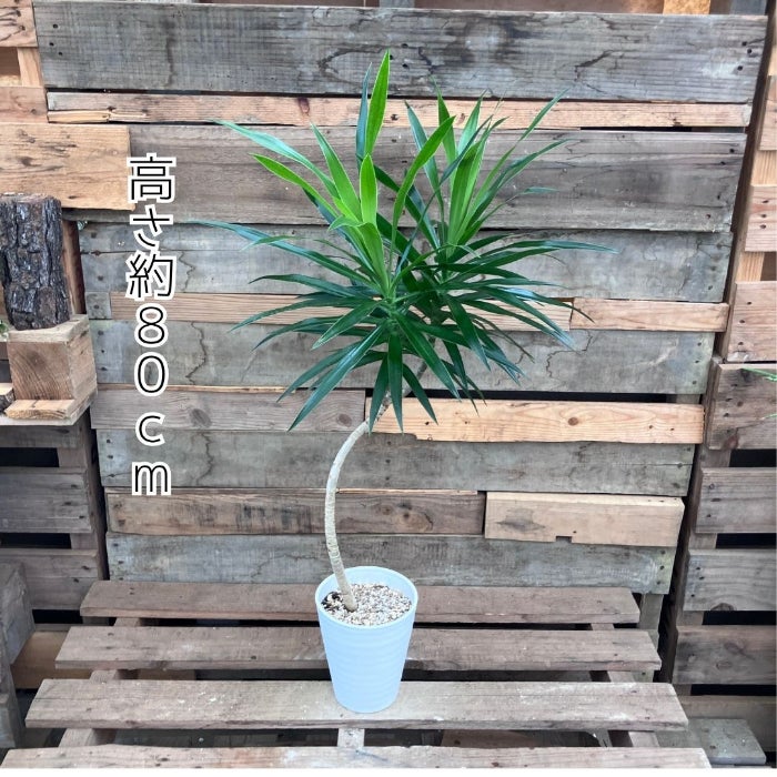 観葉植物現品販売