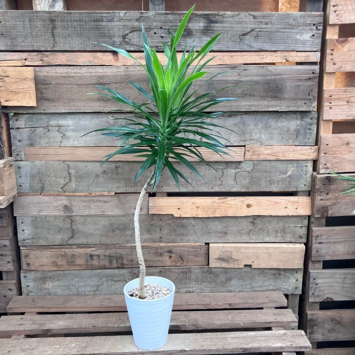 観葉植物現品販売