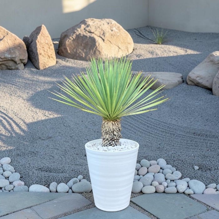 観葉植物 本物【現品】希少 ユッカ ロストラータ 10号サイズ 001971