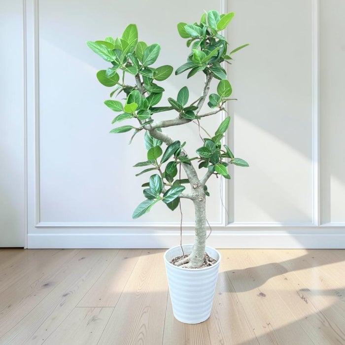 観葉植物現品販売