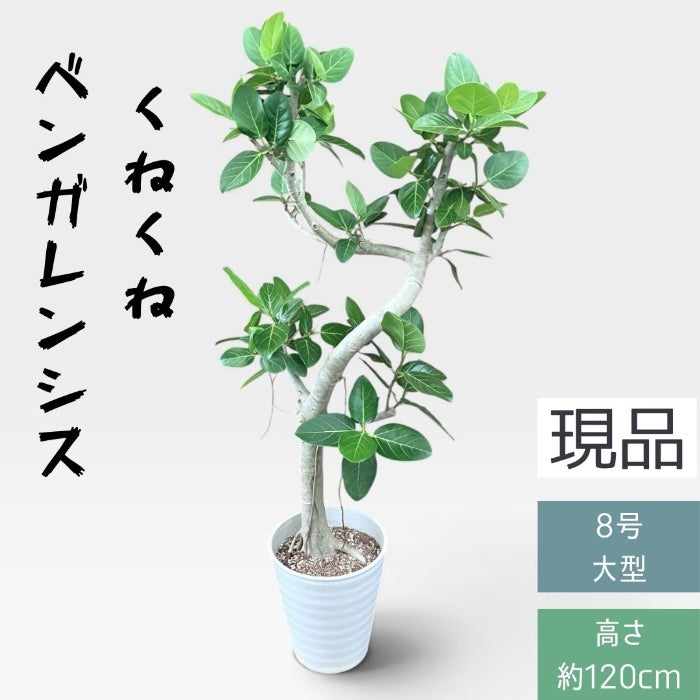 観葉植物現品販売