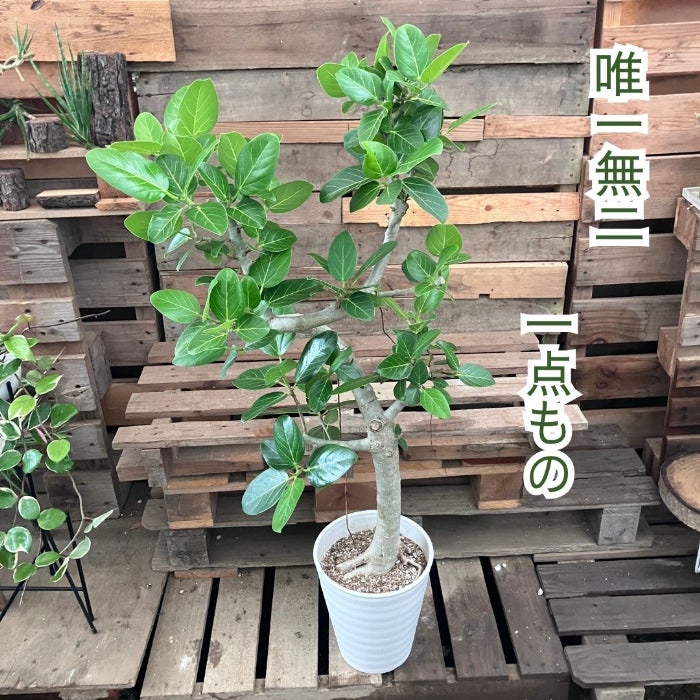 観葉植物現品販売