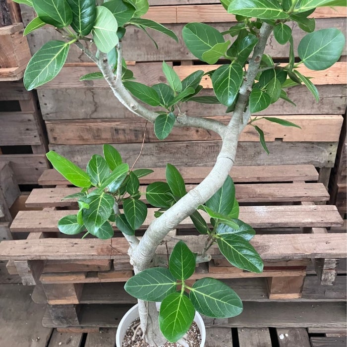 観葉植物現品販売