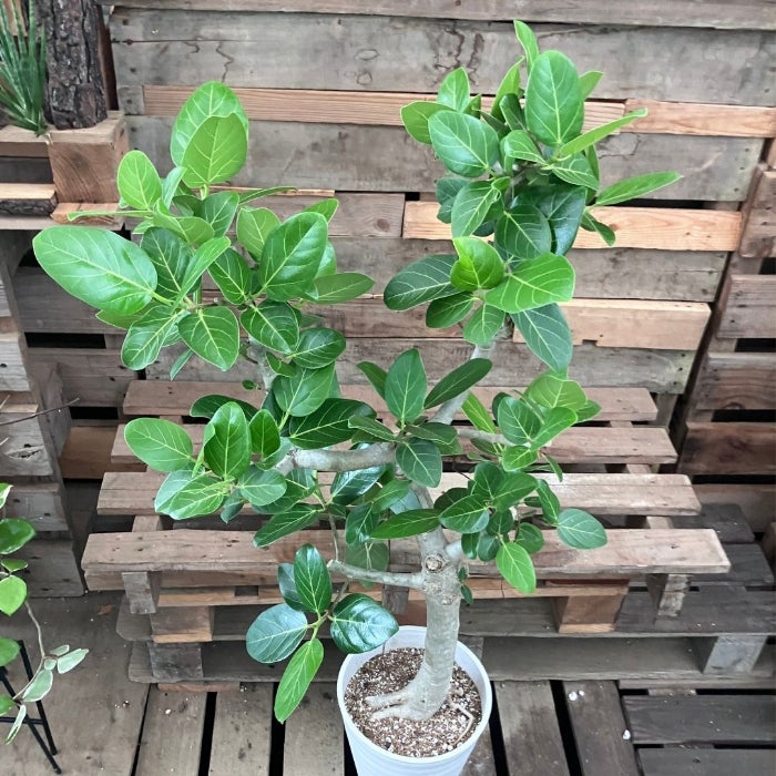 観葉植物現品販売