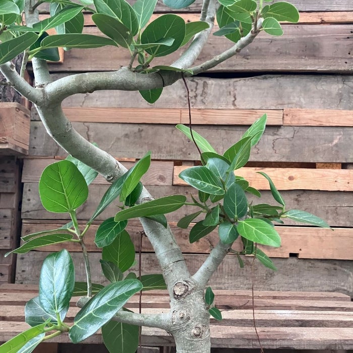観葉植物現品販売