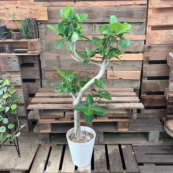 観葉植物現品販売