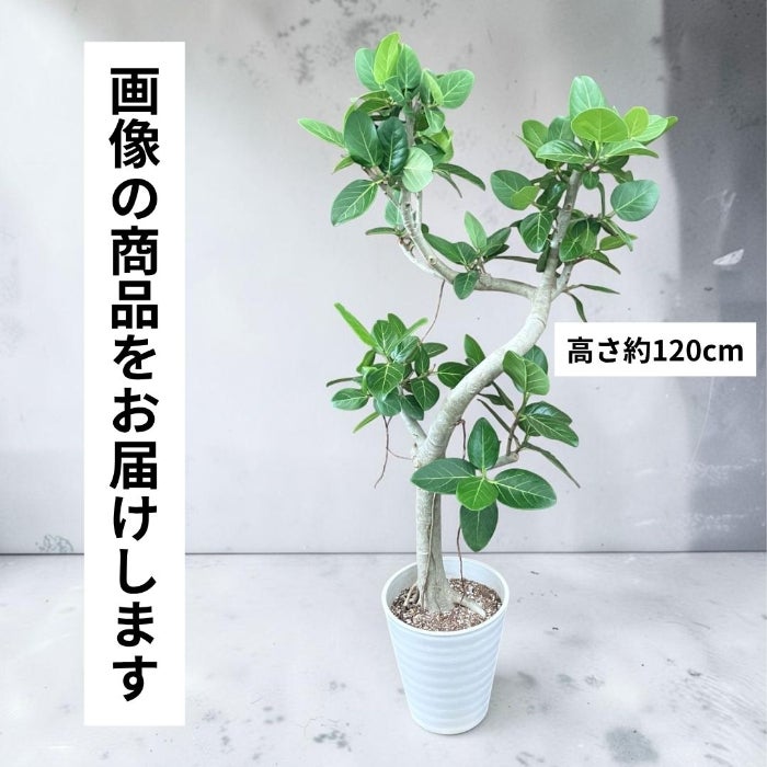 観葉植物現品販売