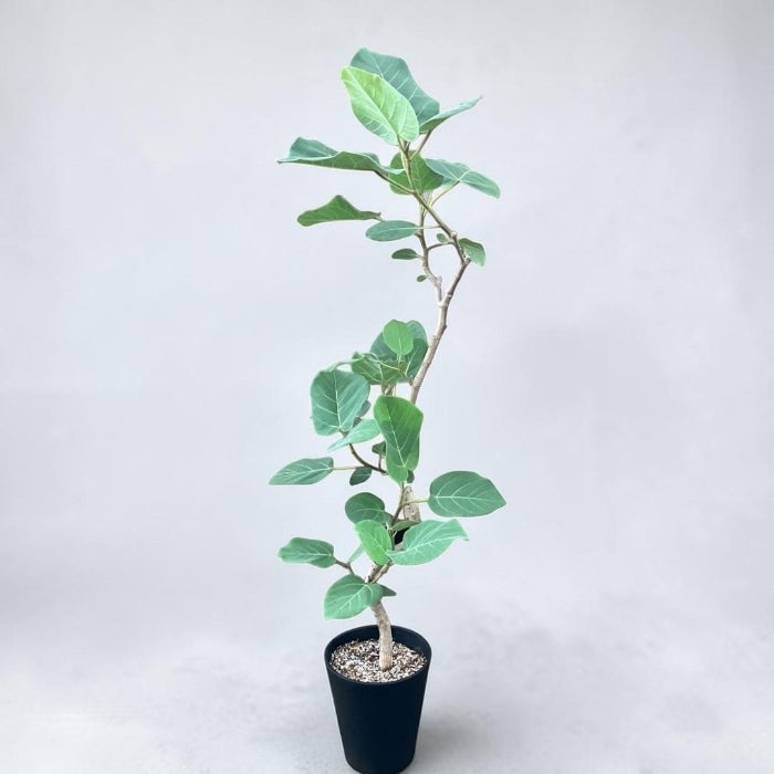 観葉植物現品販売
