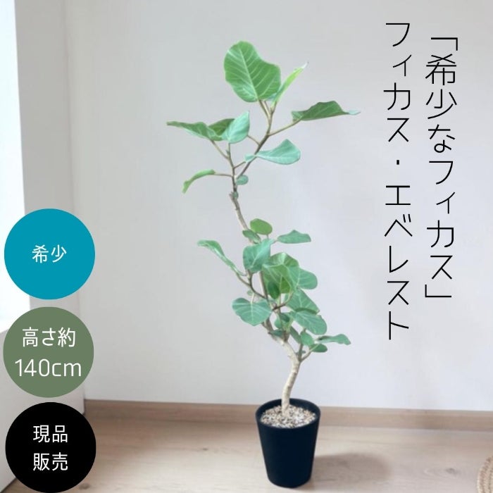 観葉植物現品販売