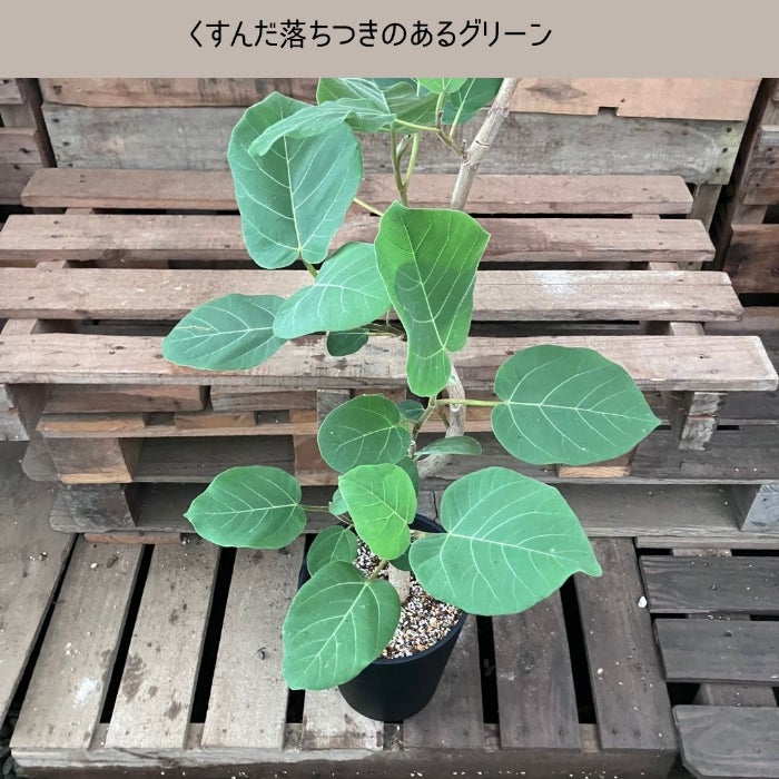 観葉植物現品販売
