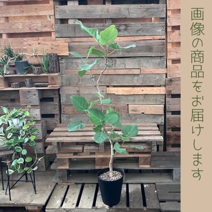 観葉植物現品販売