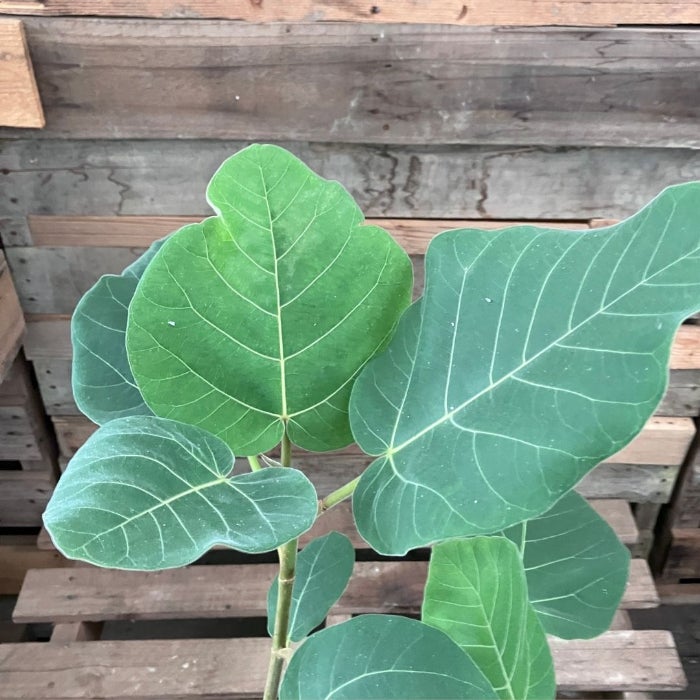 観葉植物現品販売