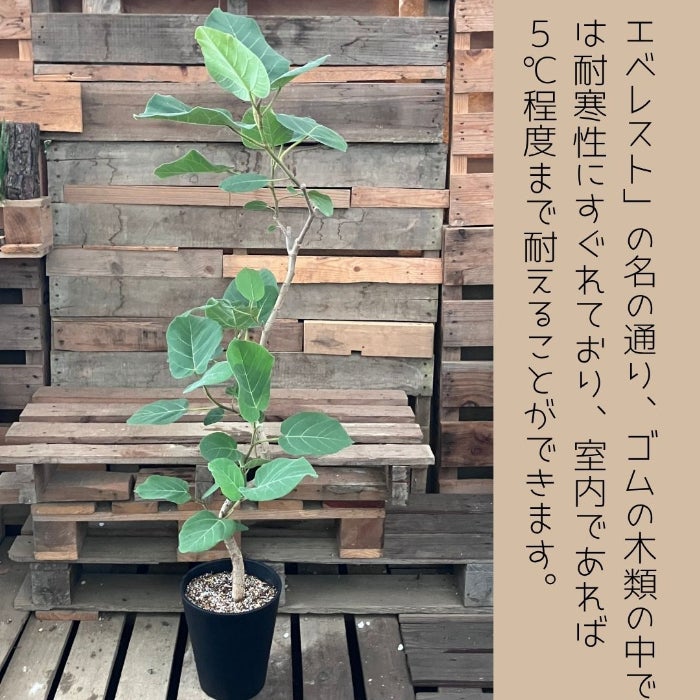 観葉植物現品販売