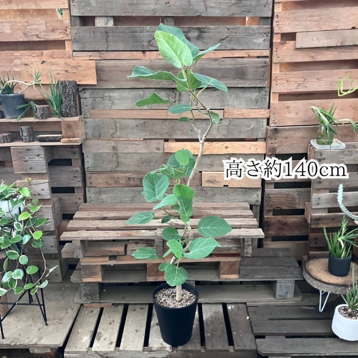 観葉植物現品販売