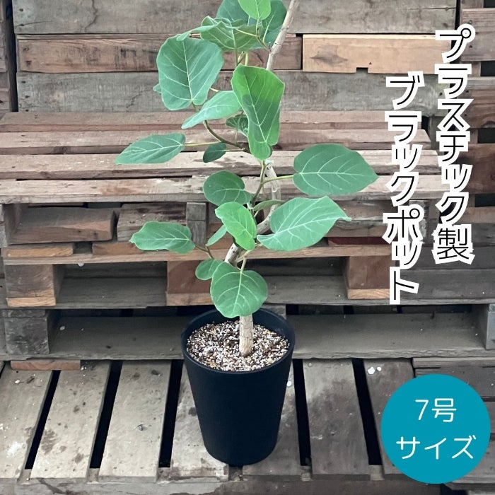 観葉植物現品販売