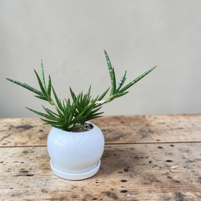観葉植物現品販売