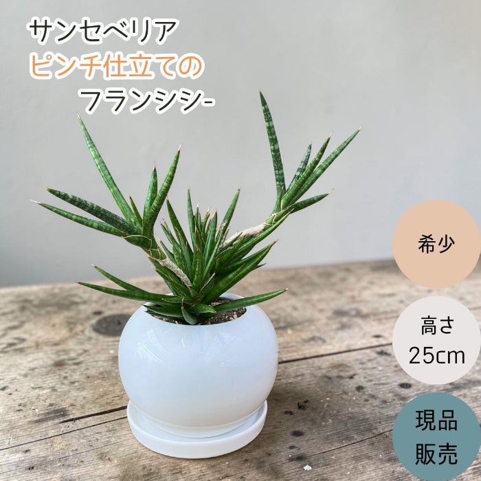 観葉植物現品販売