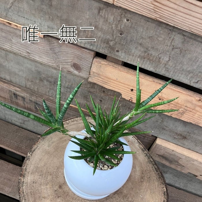 観葉植物現品販売