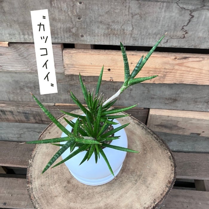 観葉植物現品販売