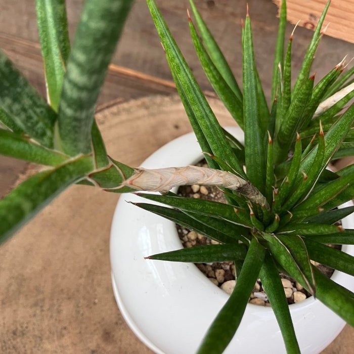 観葉植物現品販売