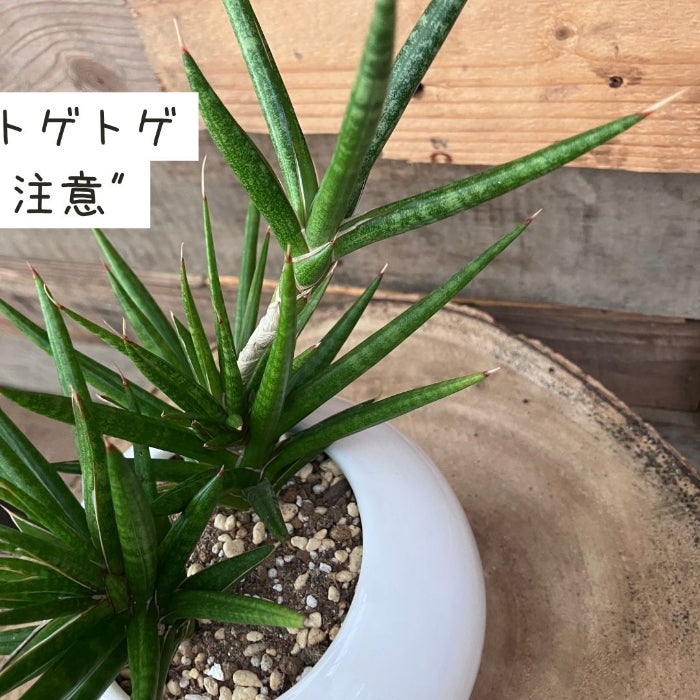 観葉植物現品販売