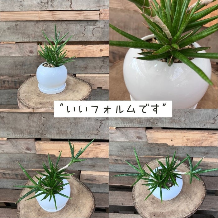 観葉植物現品販売