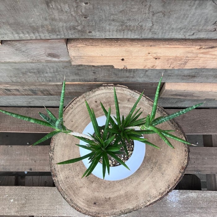 観葉植物現品販売