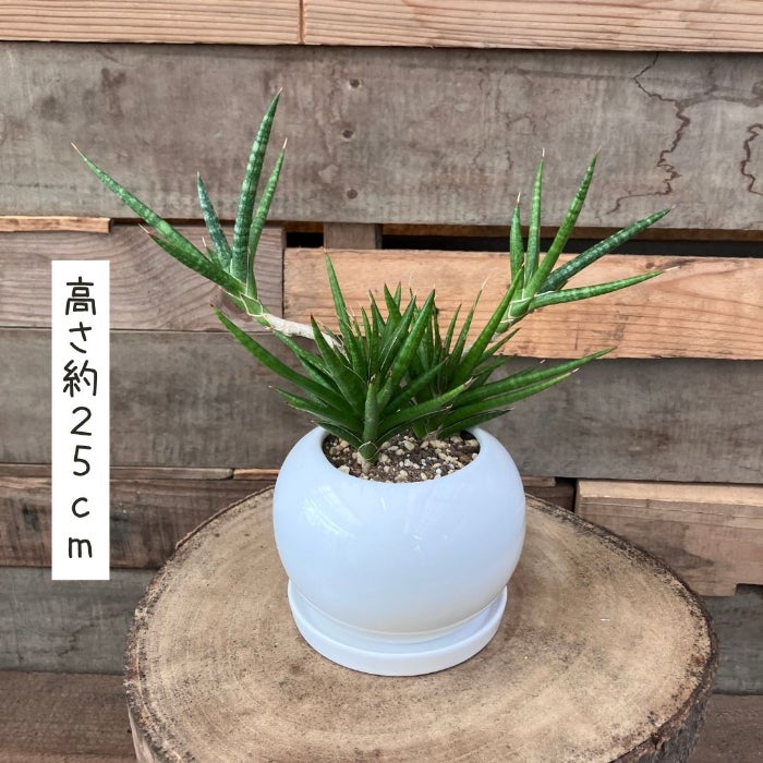観葉植物現品販売