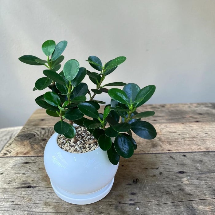 観葉植物 本物 【現品】パンダガジュマル おしゃれなホワイトボウル