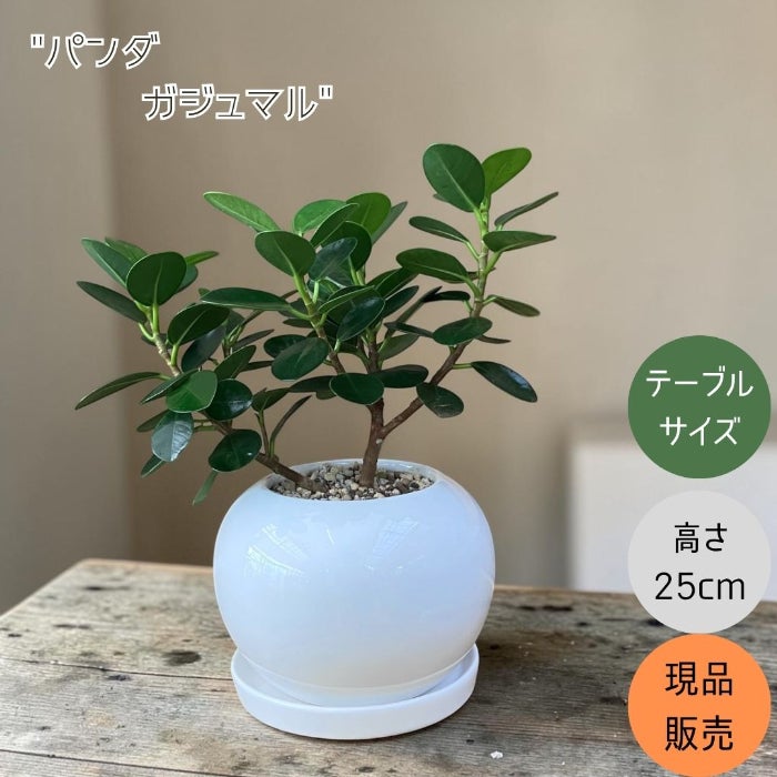 観葉植物現品販売