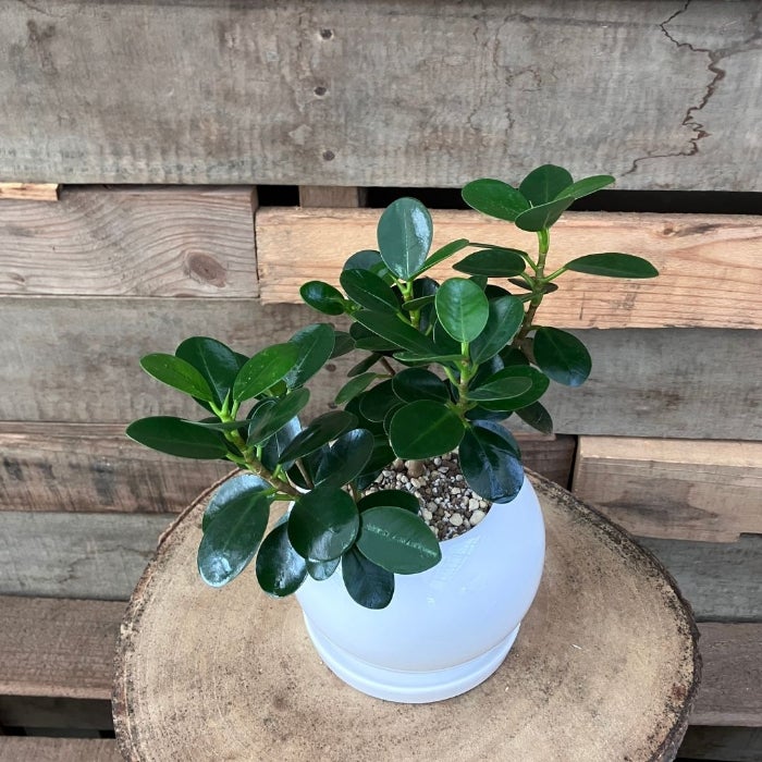 観葉植物現品販売