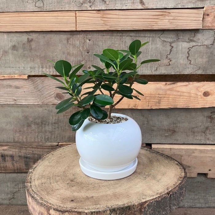 観葉植物現品販売