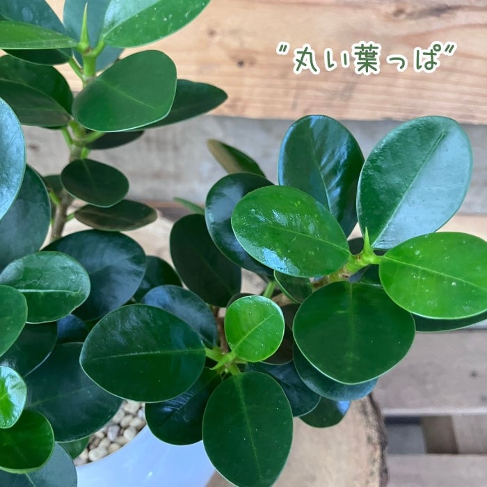 観葉植物現品販売