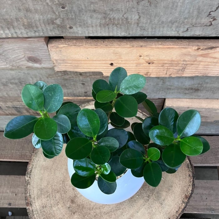 観葉植物現品販売