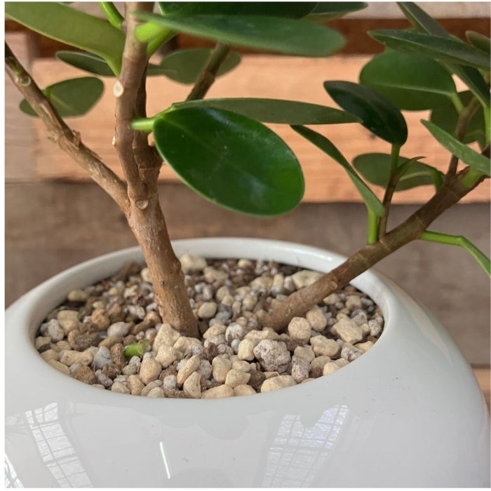 観葉植物現品販売
