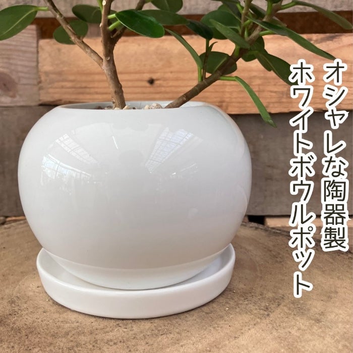 観葉植物現品販売