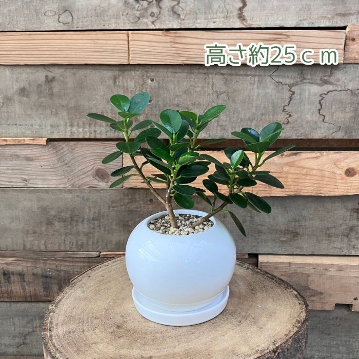観葉植物現品販売