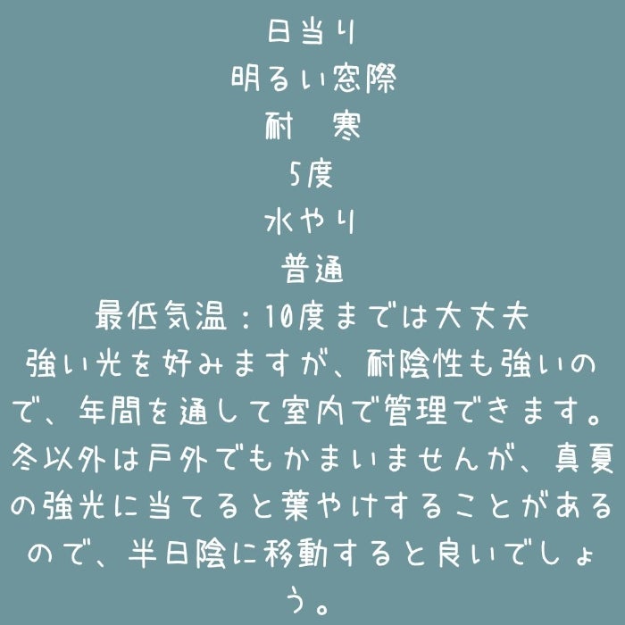観葉植物現品販売