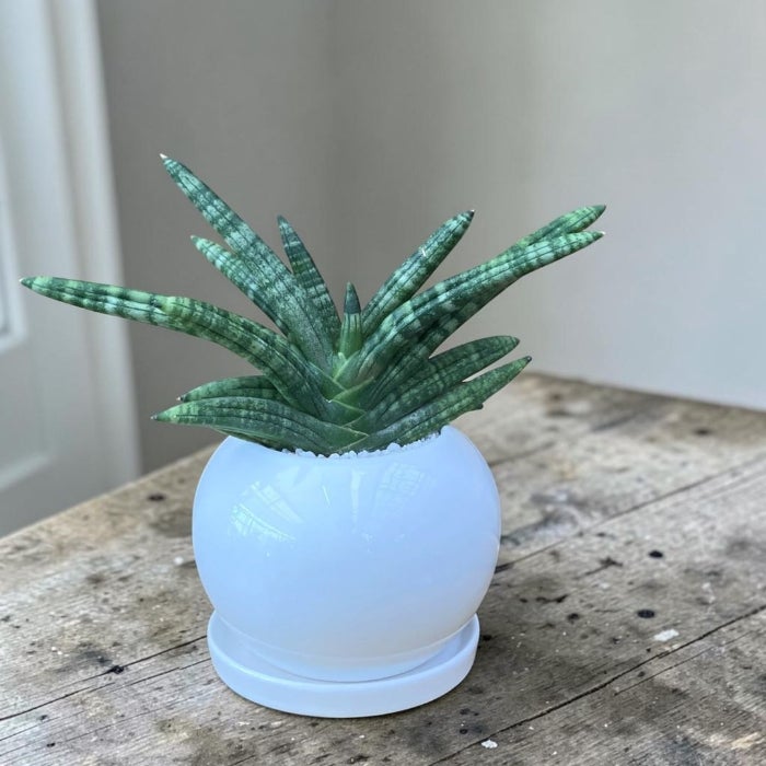 観葉植物現品販売