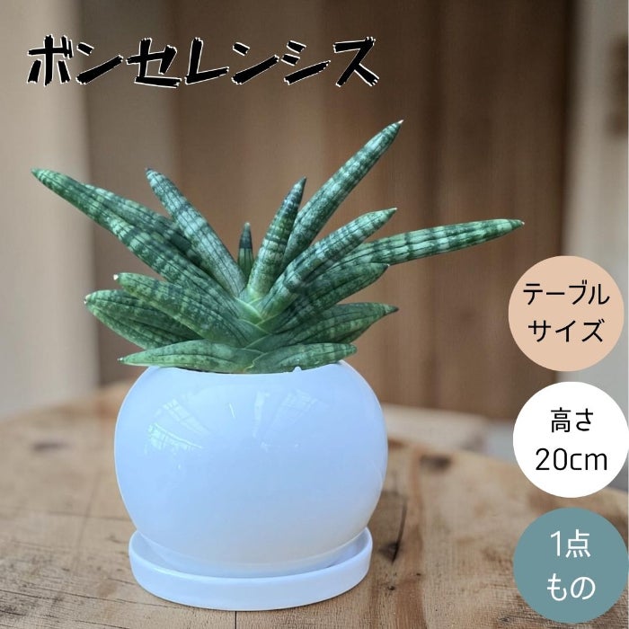観葉植物現品販売