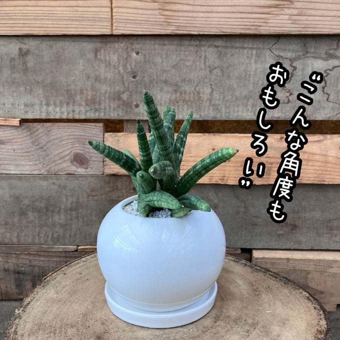 観葉植物現品販売