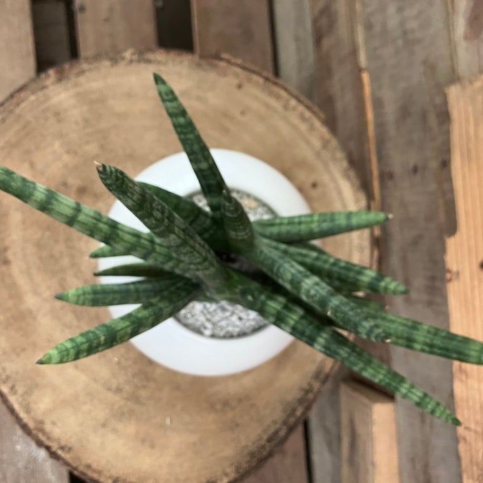 観葉植物現品販売