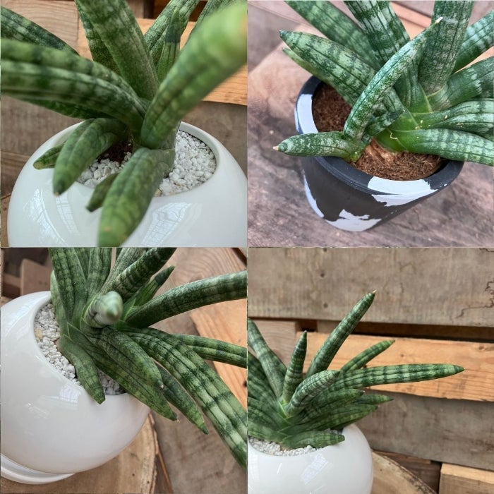 観葉植物現品販売