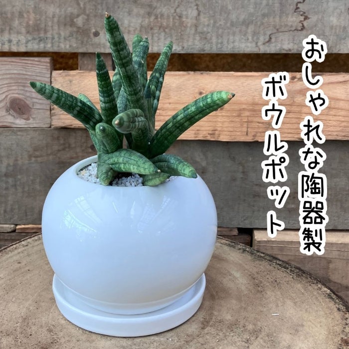 観葉植物現品販売