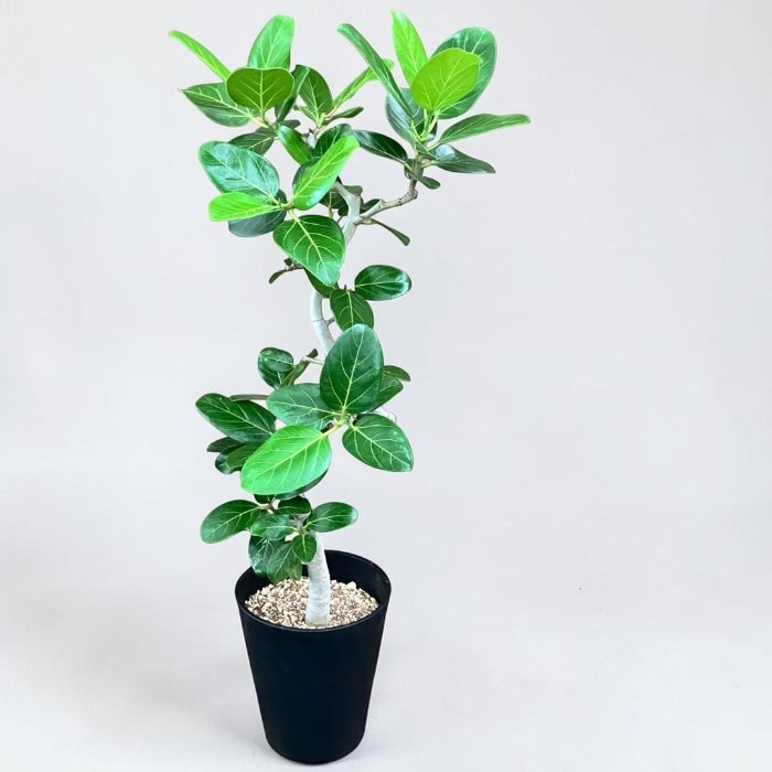 観葉植物現品販売