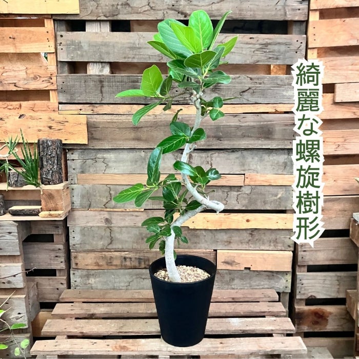 観葉植物現品販売
