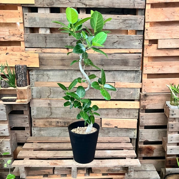 観葉植物現品販売