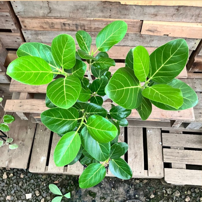 観葉植物現品販売