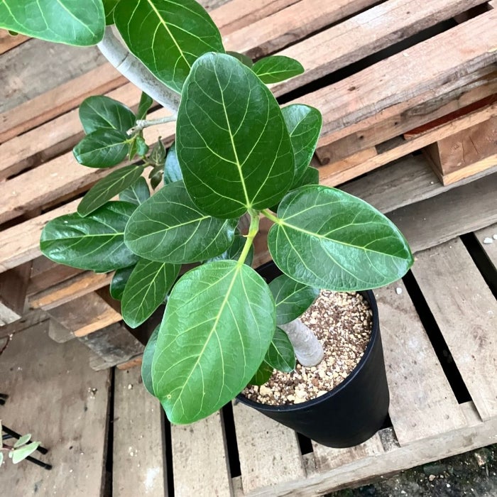 観葉植物現品販売